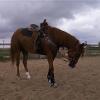 SASSY (SHAWN BALLARD) CONSIGNMENT HORSE SOLD